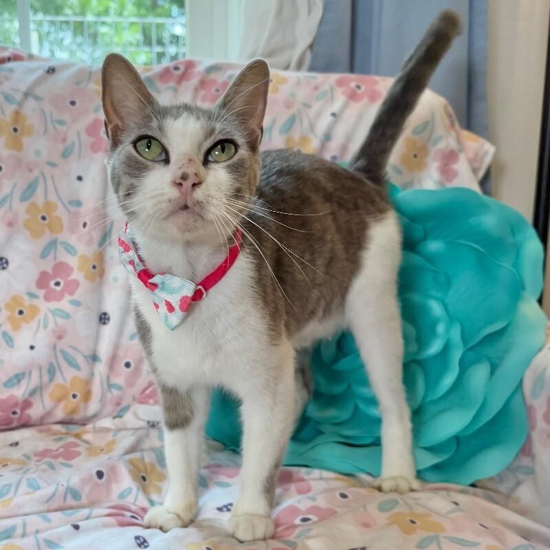 Bean Sprout — thumbnail 5