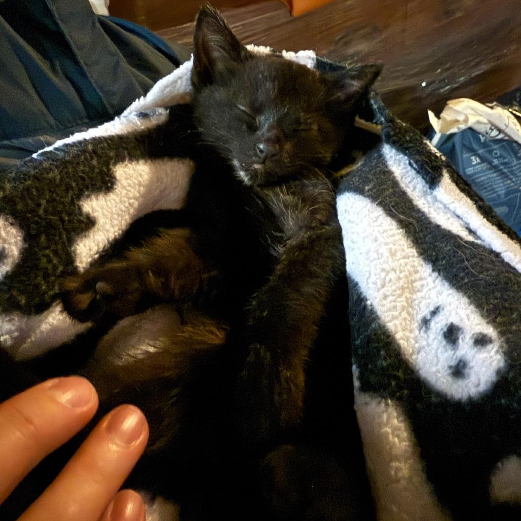 Yogi Bear, Adoptable, Young Female Domestic Short Hair.