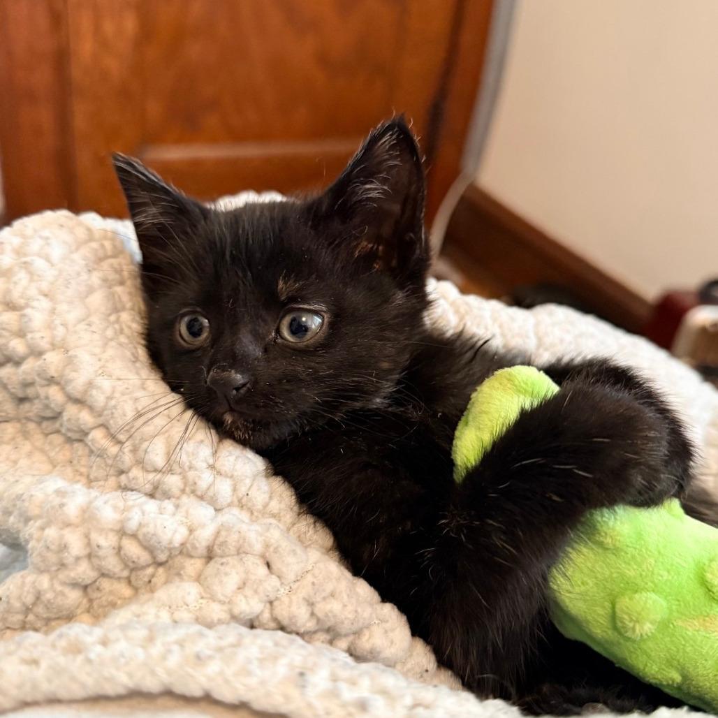 Enlarge Yogi Bear, a Adoptable Domestic Short Hair in Chicago, IL image 2/6
