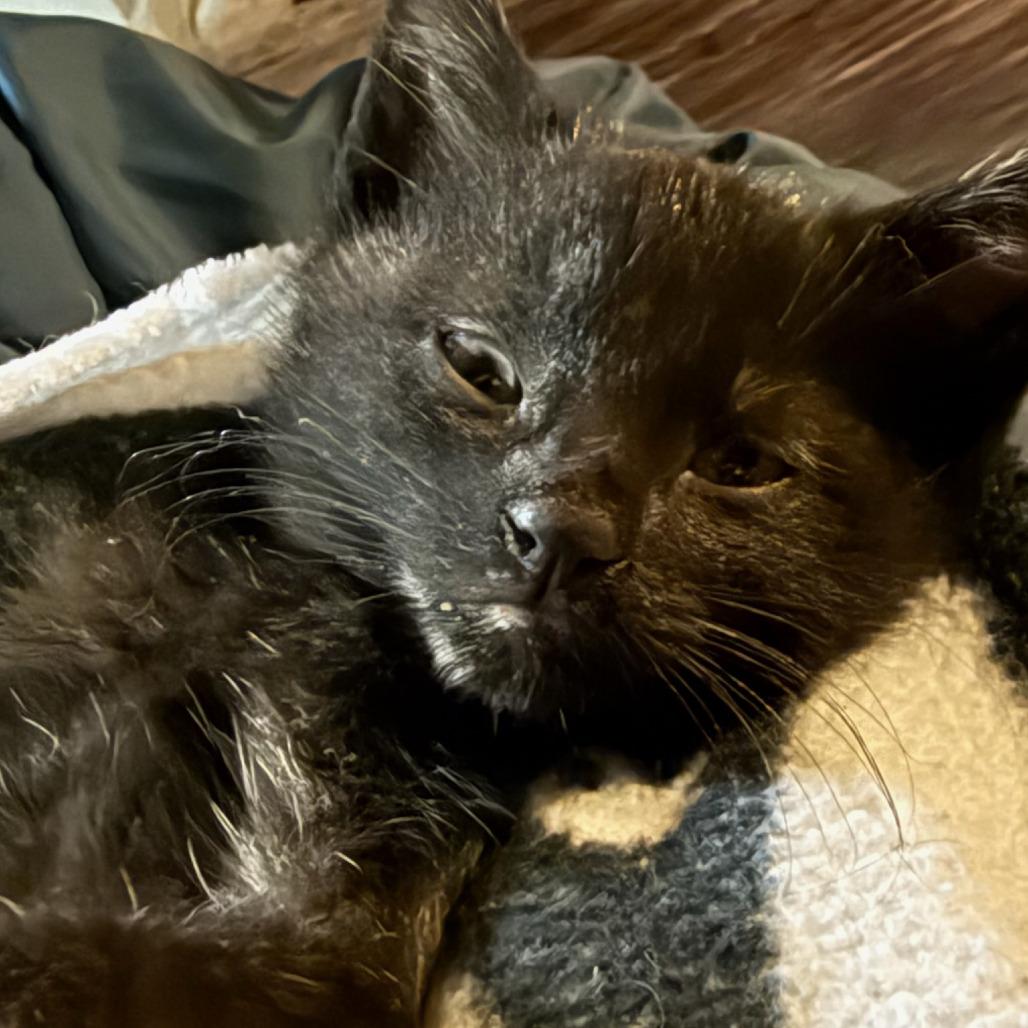 Enlarge Yogi Bear, a Adoptable Domestic Short Hair in Chicago, IL image 3/6