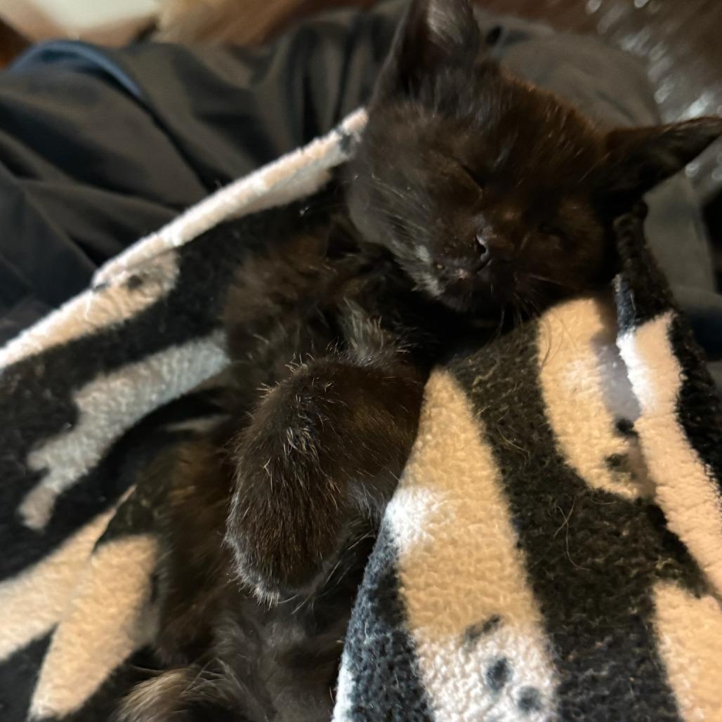 Enlarge Yogi Bear, a Adoptable Domestic Short Hair in Chicago, IL image 4/6