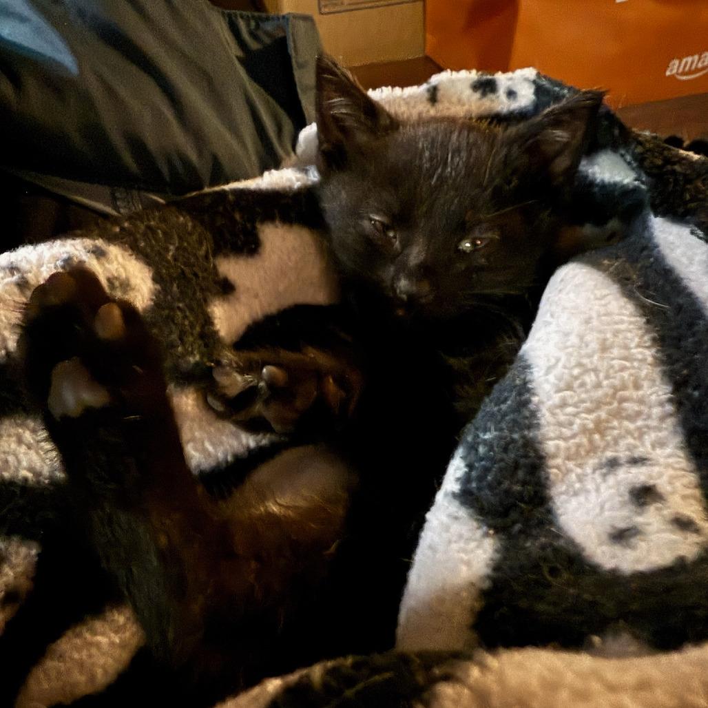 Enlarge Yogi Bear, a Adoptable Domestic Short Hair in Chicago, IL image 6/6