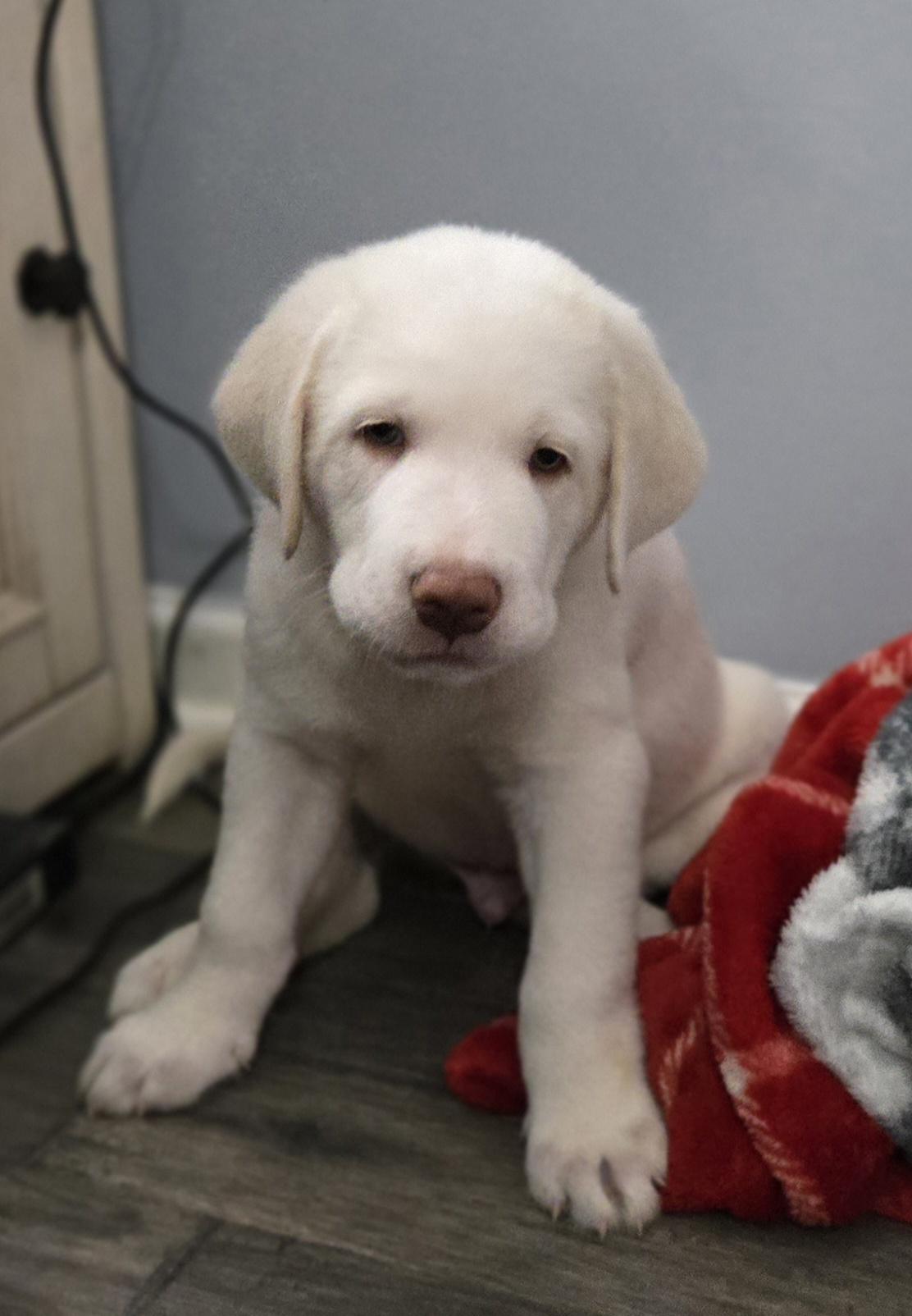 Snowball , a ADOPTABLE mixed breed in Kannapolis, NC image 2/4