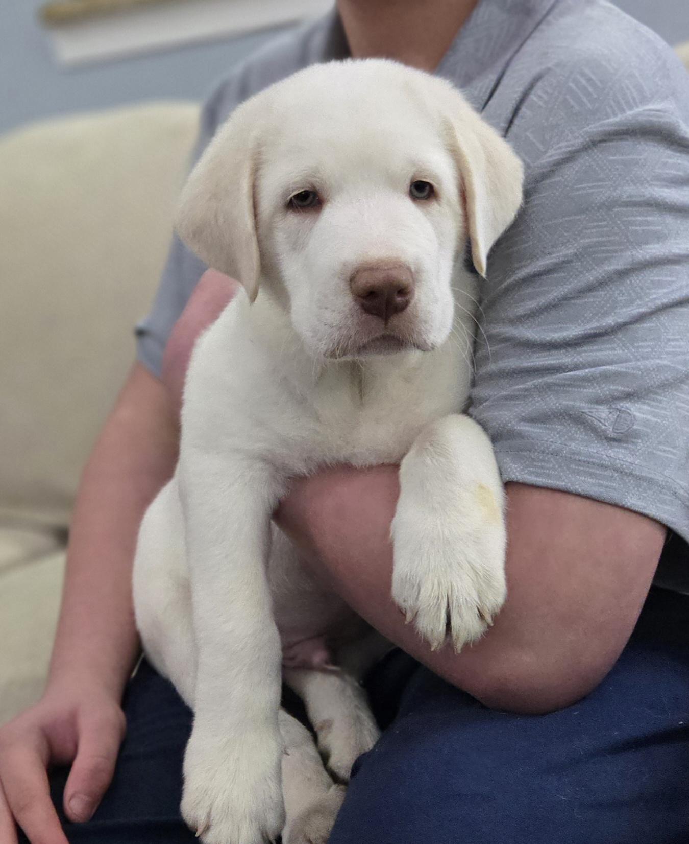 Snowball , ADOPTABLE, Puppy Male Great Pyrenees & Mixed Breed.