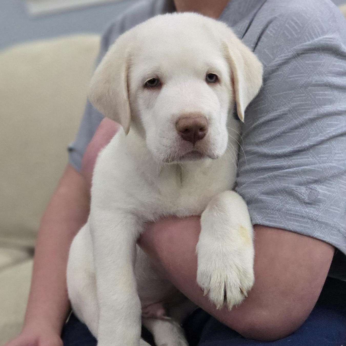 Snowball , a ADOPTABLE mixed breed in Kannapolis, NC image 1/4