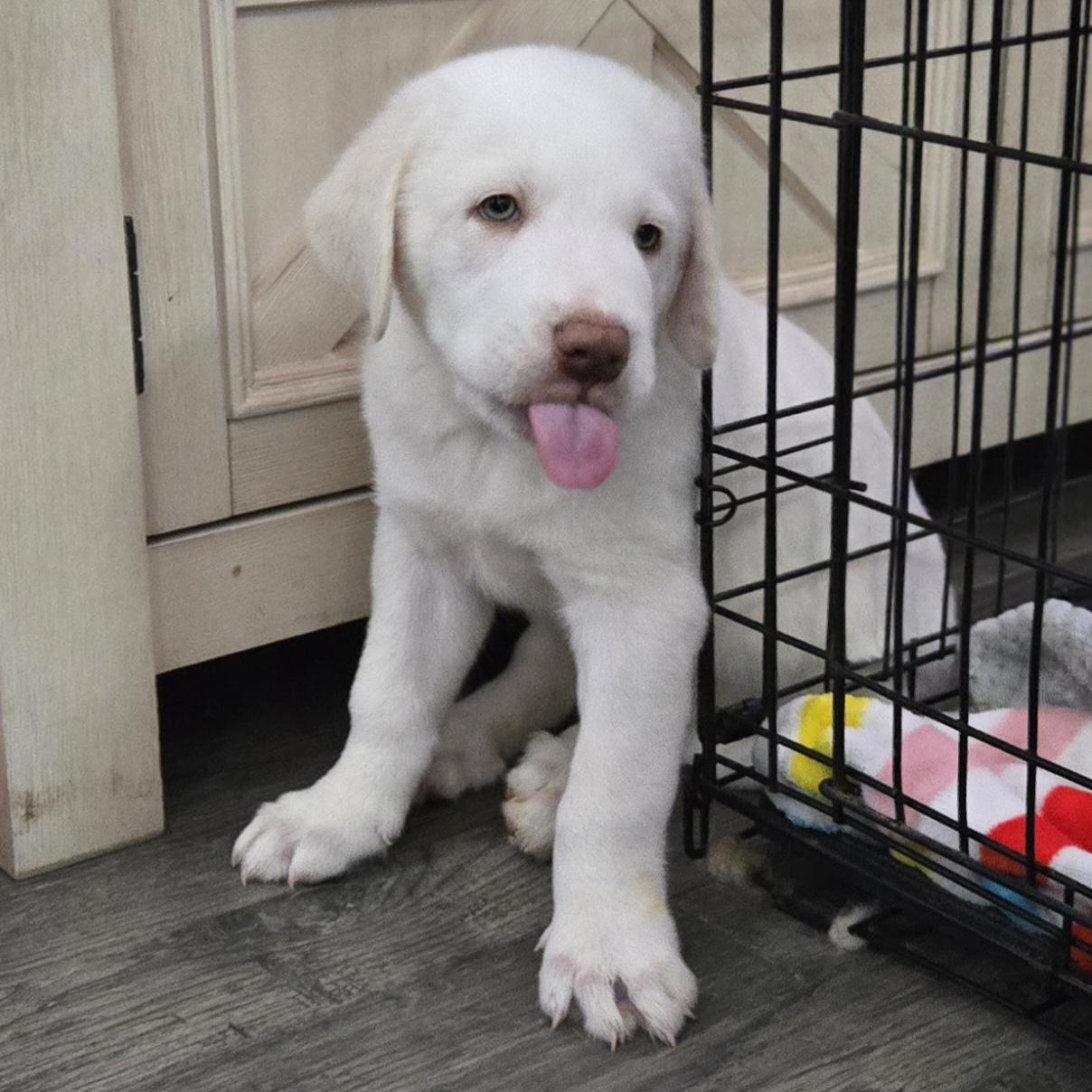 Snowball , a ADOPTABLE mixed breed in Kannapolis, NC image 3/4