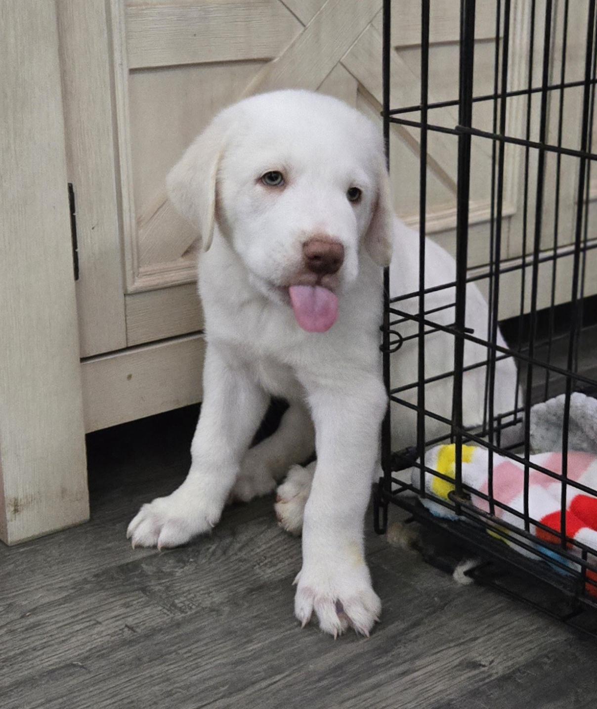 Snowball , a ADOPTABLE mixed breed in Kannapolis, NC image 3/4