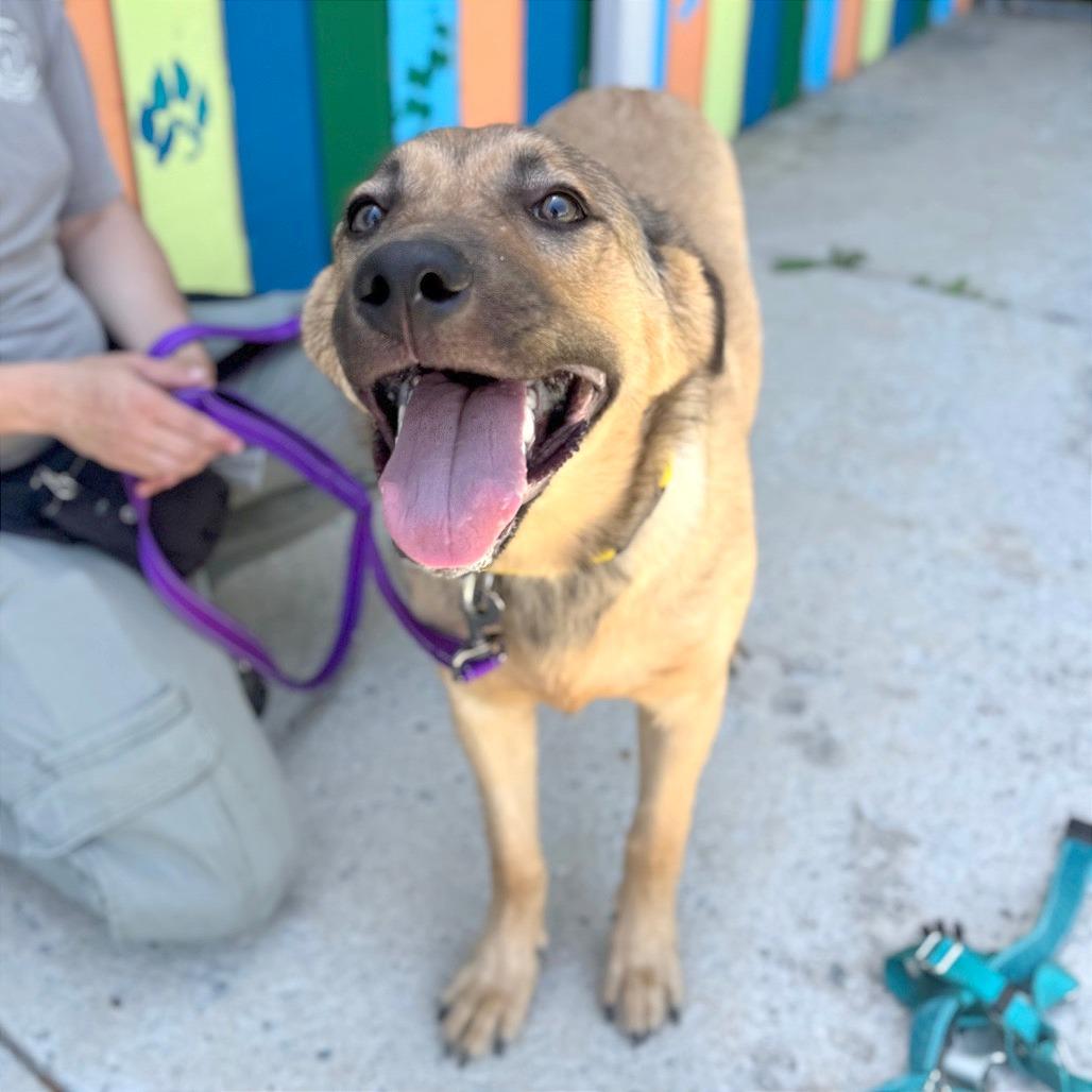 Hazel, a Adoptable Mixed Breed in Hendersonville, NC image 1/4