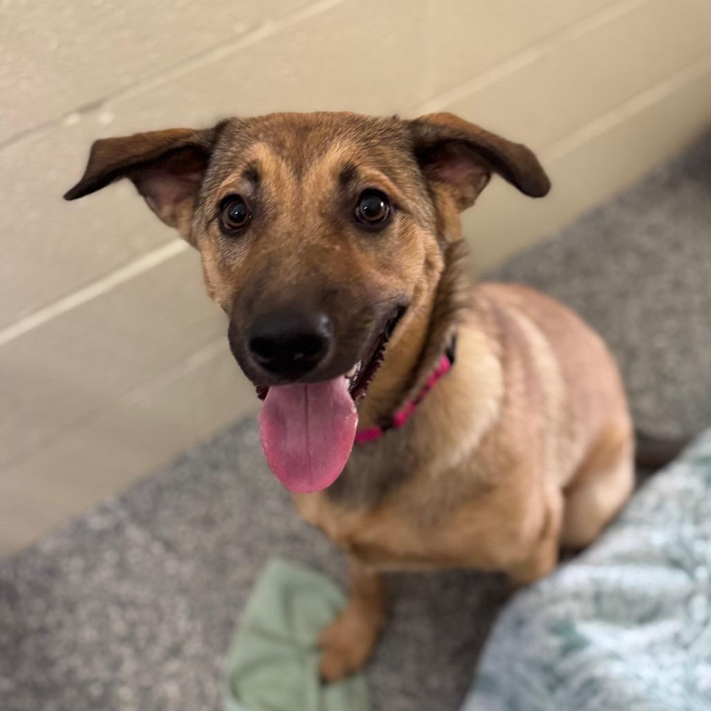 Hazel, a Adoptable Mixed Breed in Hendersonville, NC image 2/4