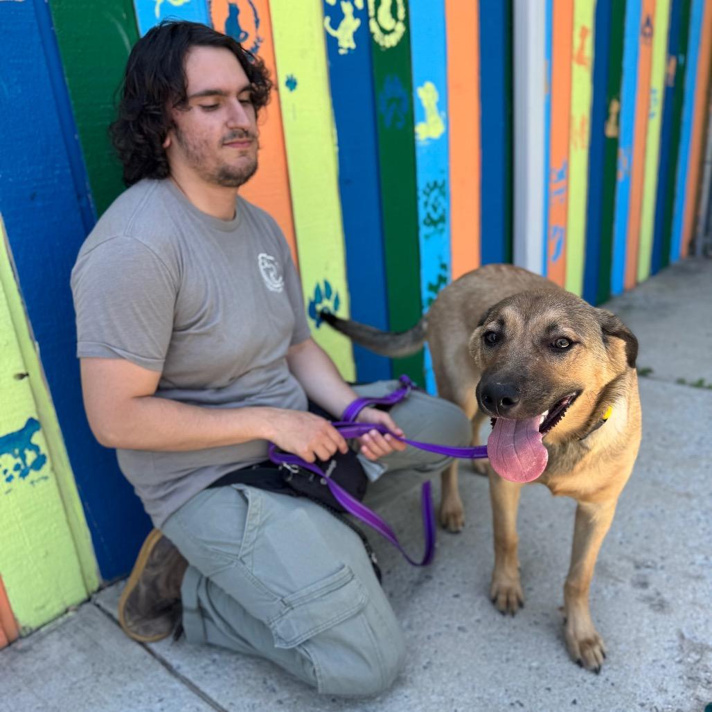 Hazel, a Adoptable Mixed Breed in Hendersonville, NC image 3/4