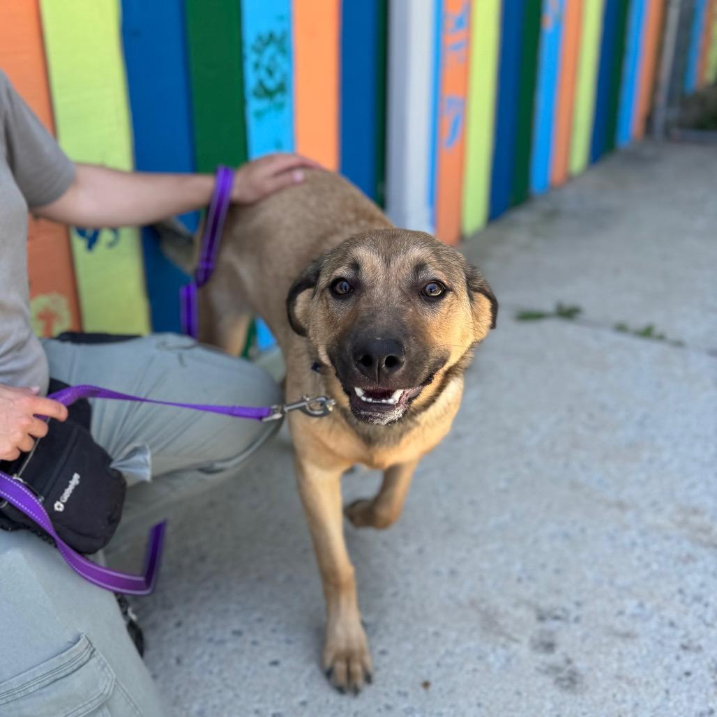 Hazel, a Adoptable Mixed Breed in Hendersonville, NC image 4/4