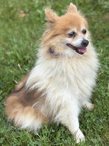 Enlarge Penny, a Adoptable Pomeranian in Malvern, PA image 1/3