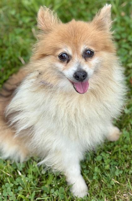Enlarge Penny, a Adoptable Pomeranian in Malvern, PA image 2/3