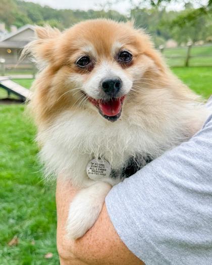 Enlarge Penny, a Adoptable Pomeranian in Malvern, PA image 3/3