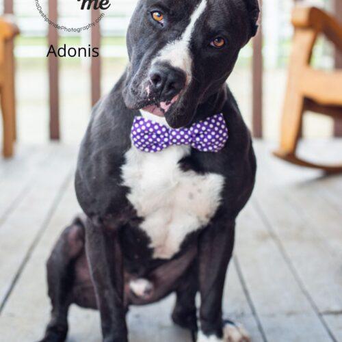 Adonis, Adoptable, Adult Male American Staffordshire Terrier.