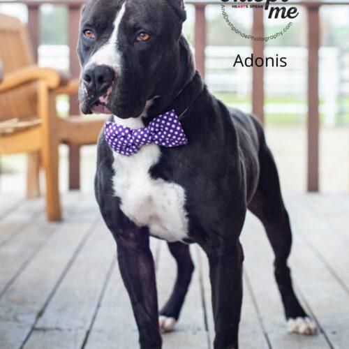 Adonis, a Adoptable American Staffordshire Terrier in Bakersfield, CA image 2/4