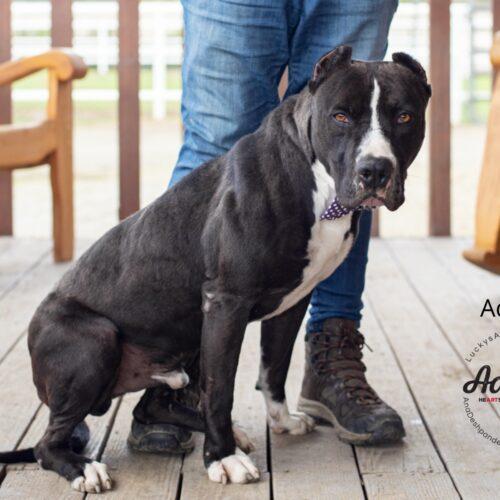 Adonis, a Adoptable American Staffordshire Terrier in Bakersfield, CA image 3/4