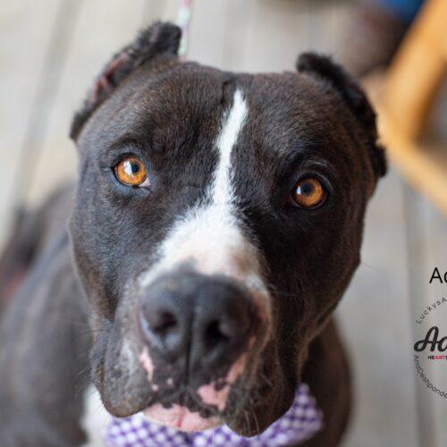 Adonis, a Adoptable American Staffordshire Terrier in Bakersfield, CA image 4/4