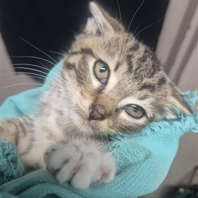 Enlarge Sokka, a Adoptable Domestic Short Hair in Tacoma, WA image 1/1
