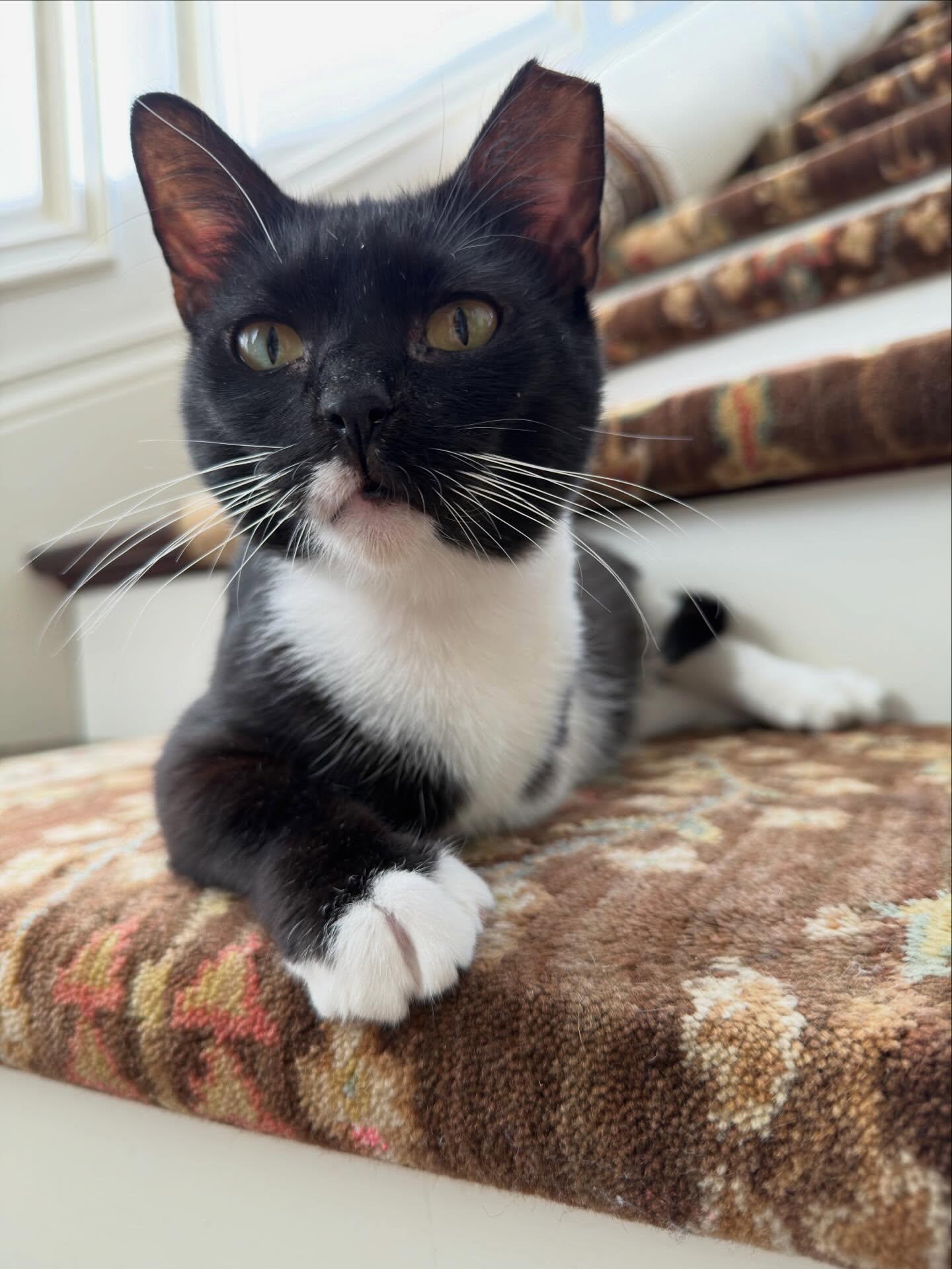 Trinity (aka "Livvy"), ADOPTABLE, Adult Female Tuxedo.