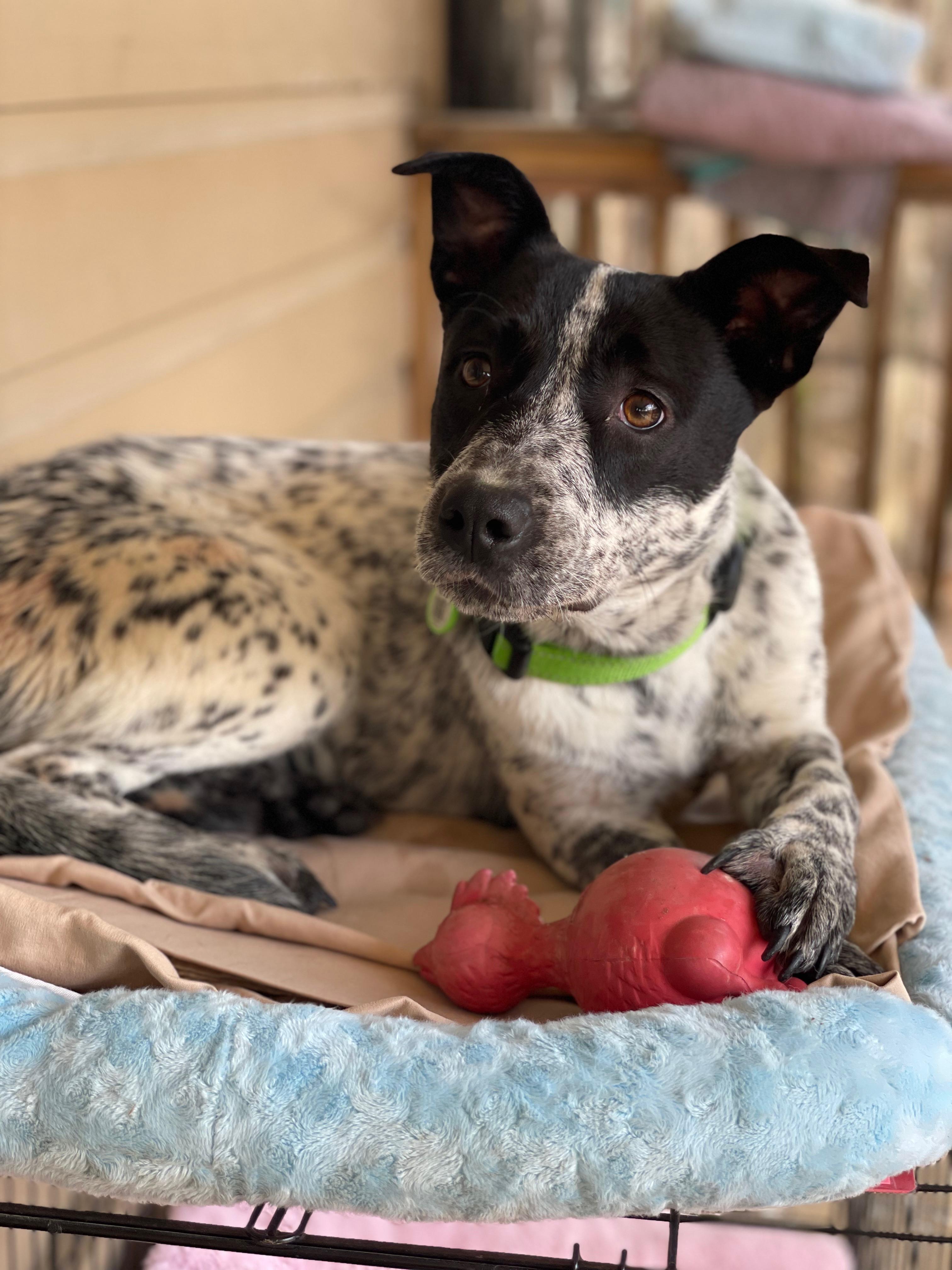 Sabrina (BNY), a Adoptable mixed breed in Boston, NY image 5/6
