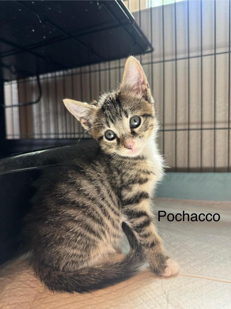 Enlarge Pochacco, a Adoptable mixed breed in Orlando, FL image 1/1