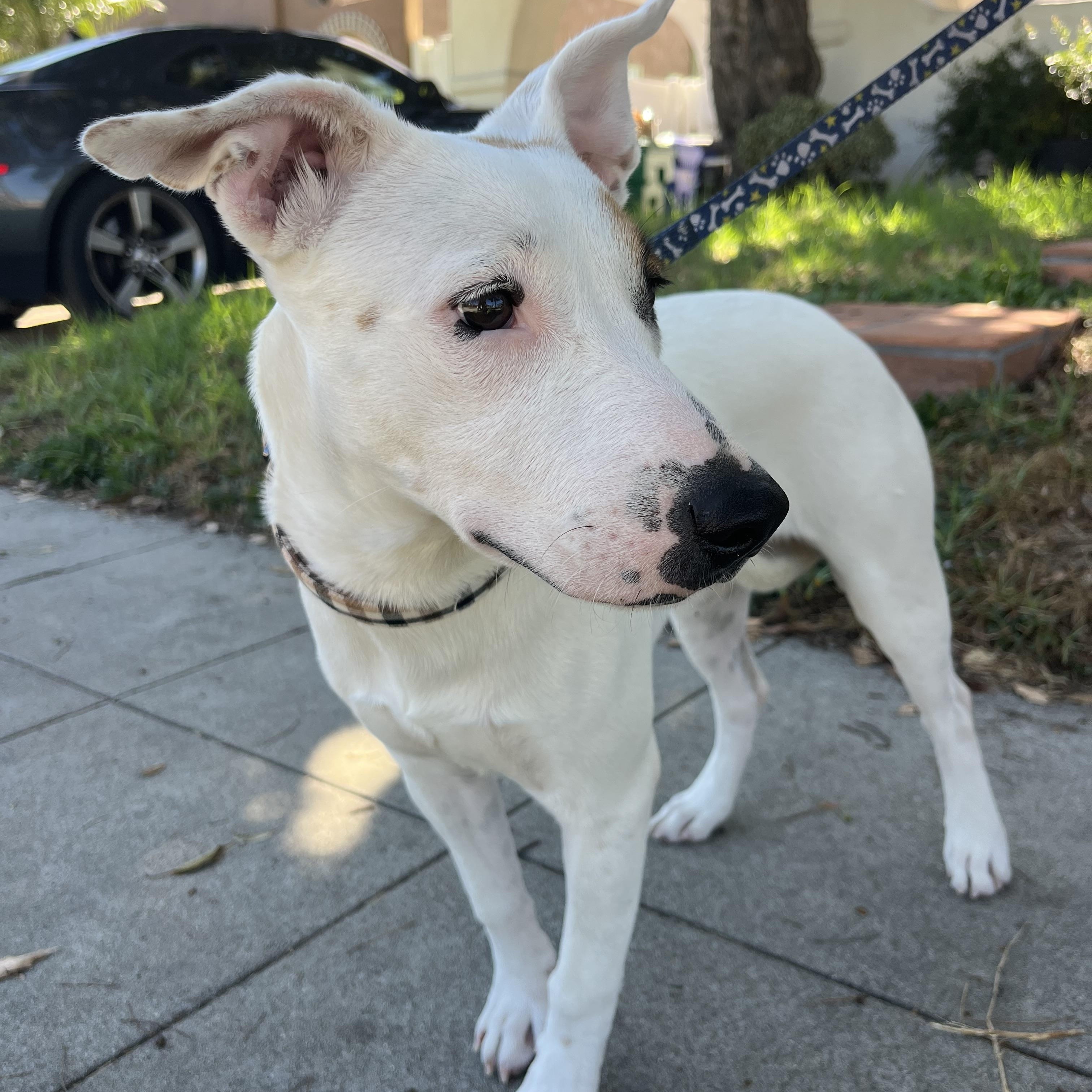 Enlarge Maya, a Adoptable mixed breed in Poway, CA image 2/5