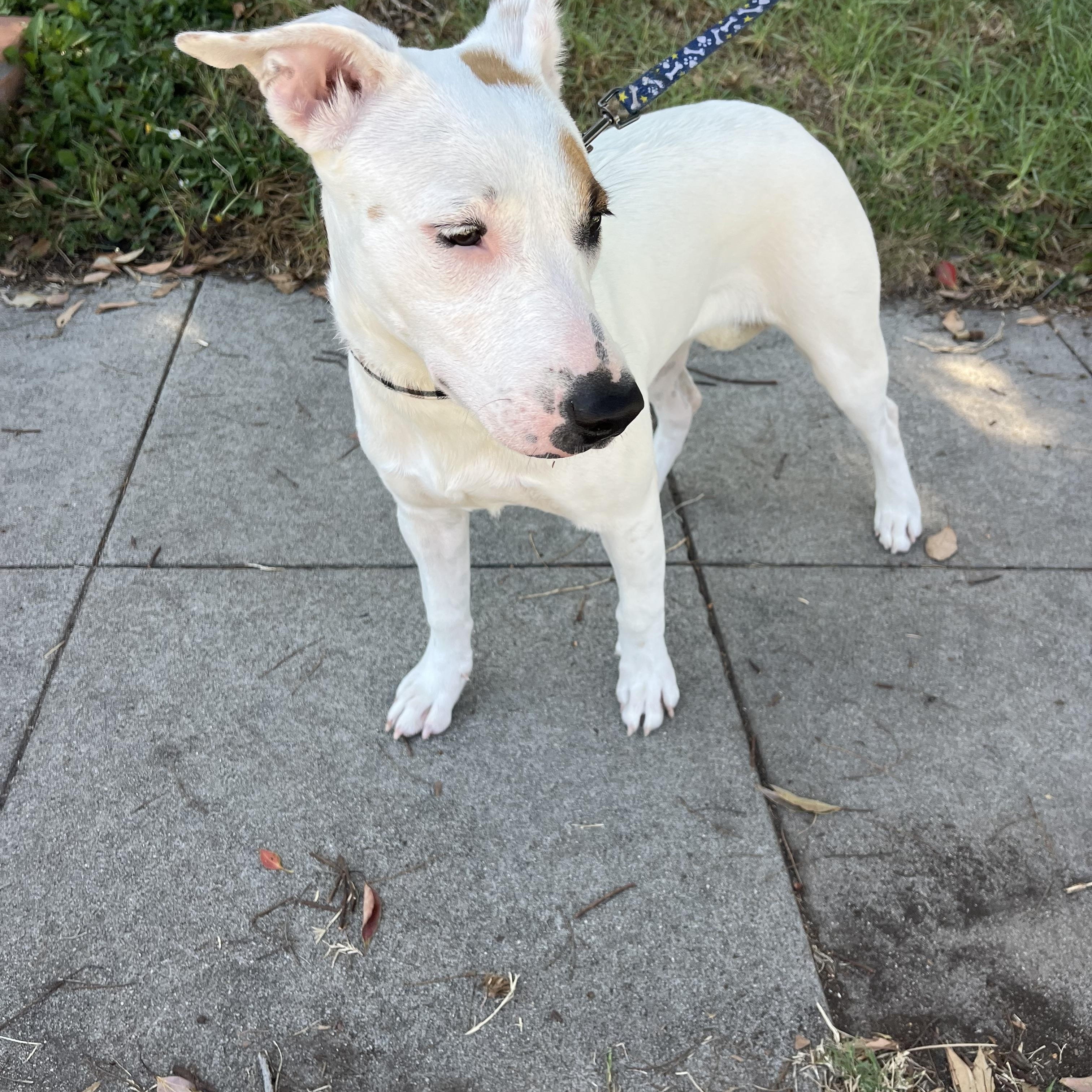 Enlarge Maya, a Adoptable mixed breed in Poway, CA image 4/5