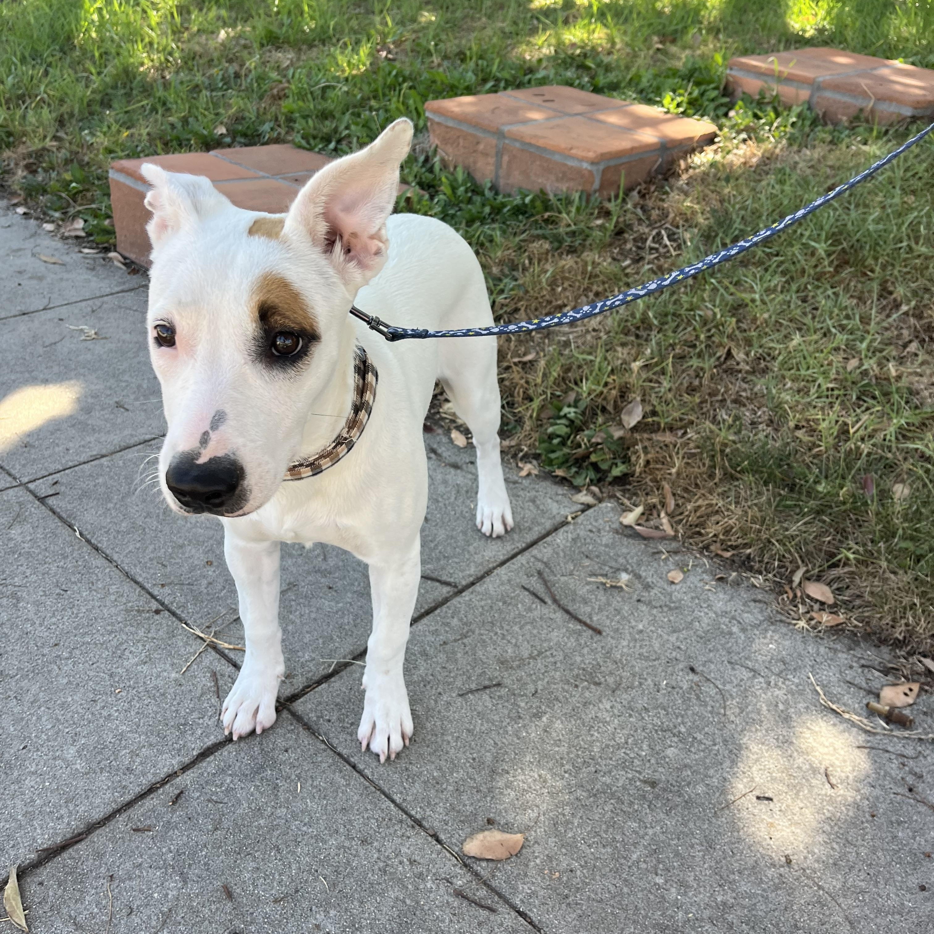 Maya, Adoptable, Puppy Female Bull Terrier & Terrier.