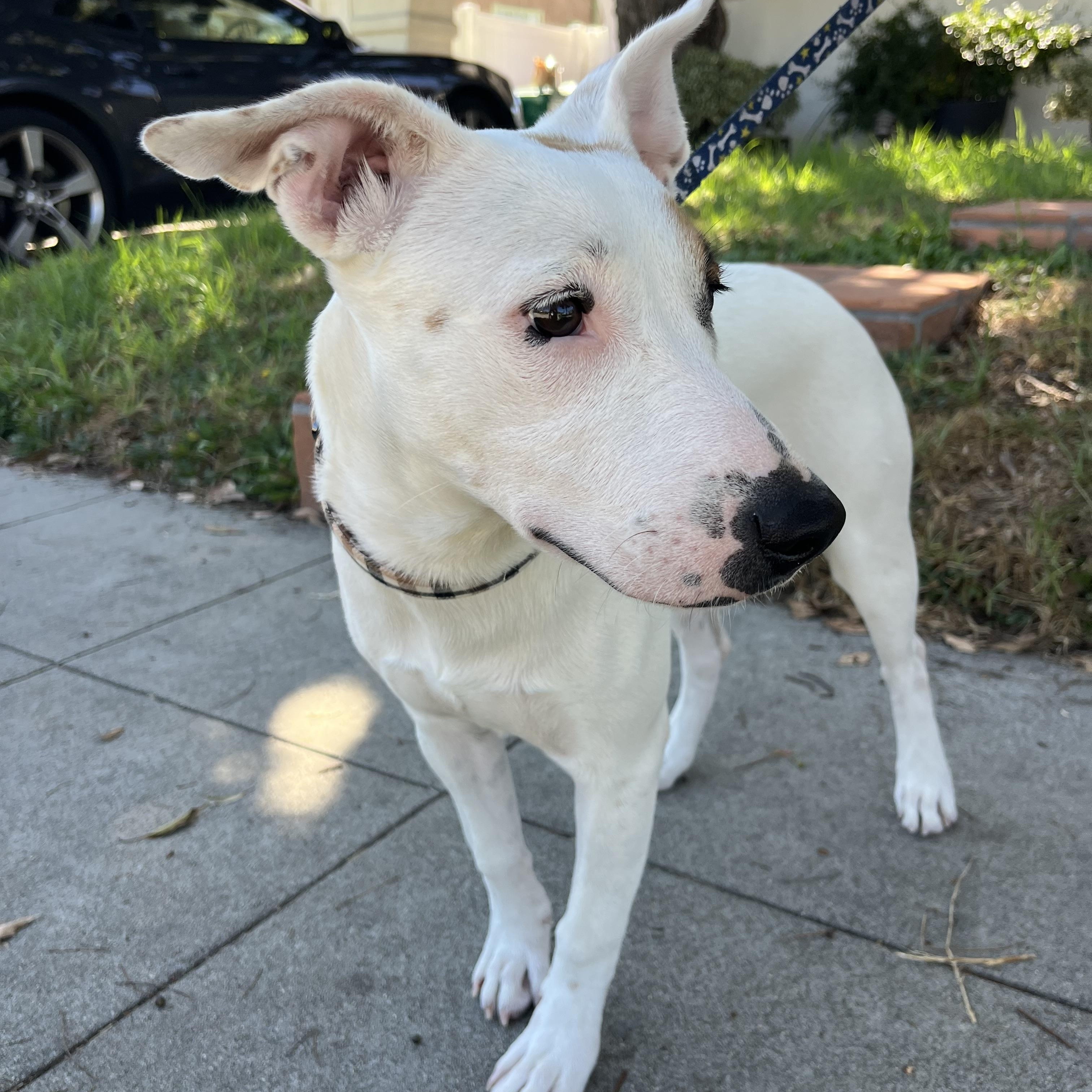 Enlarge Maya, a Adoptable mixed breed in Poway, CA image 3/5