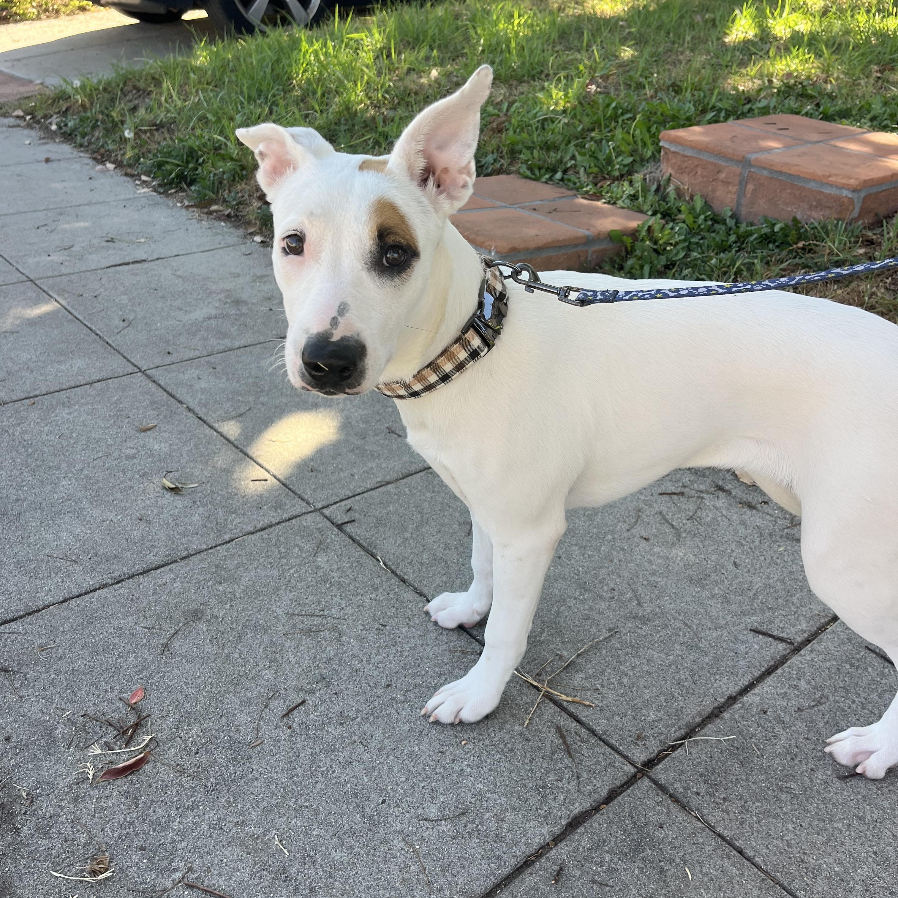 Enlarge Maya, a Adoptable mixed breed in Poway, CA image 5/5