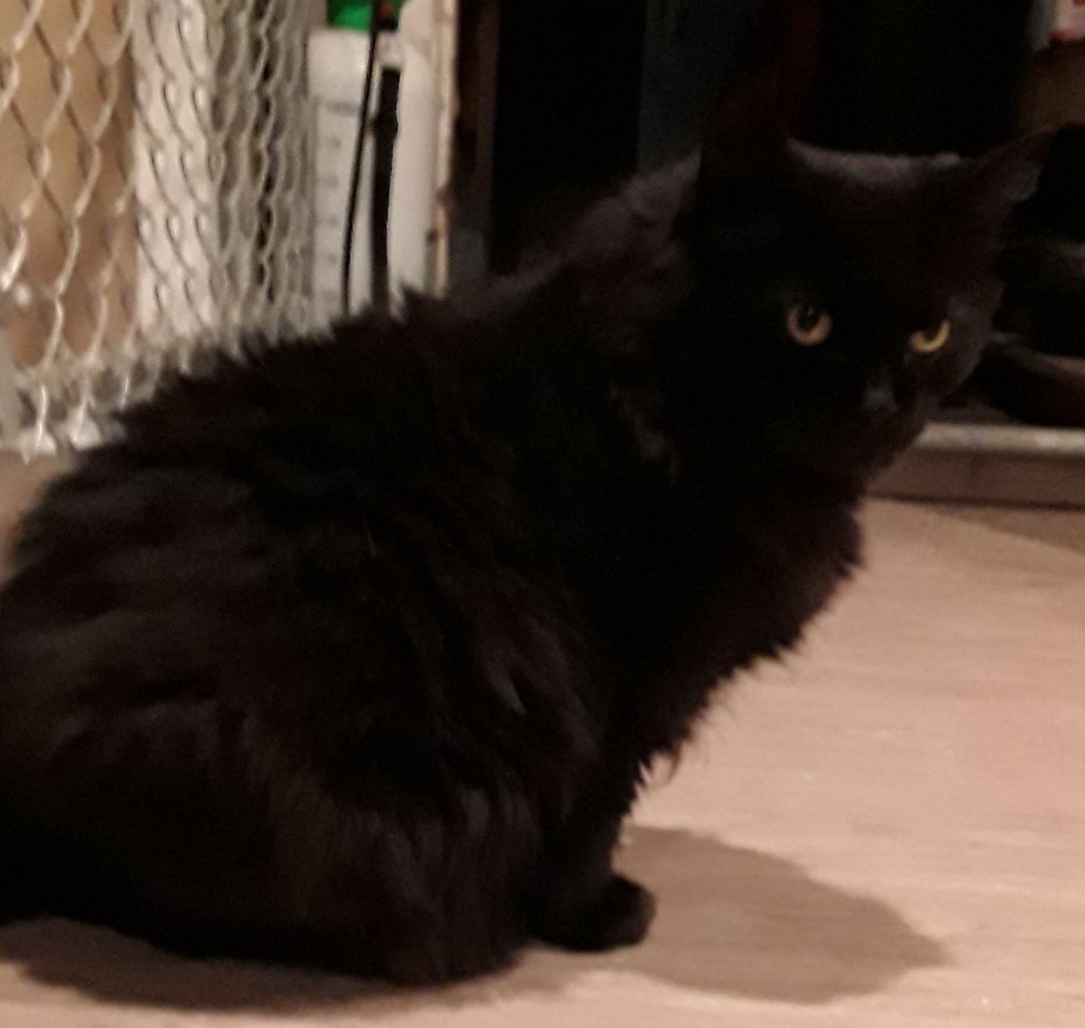 Chloe, Adoptable, Adult Female Domestic Long Hair.