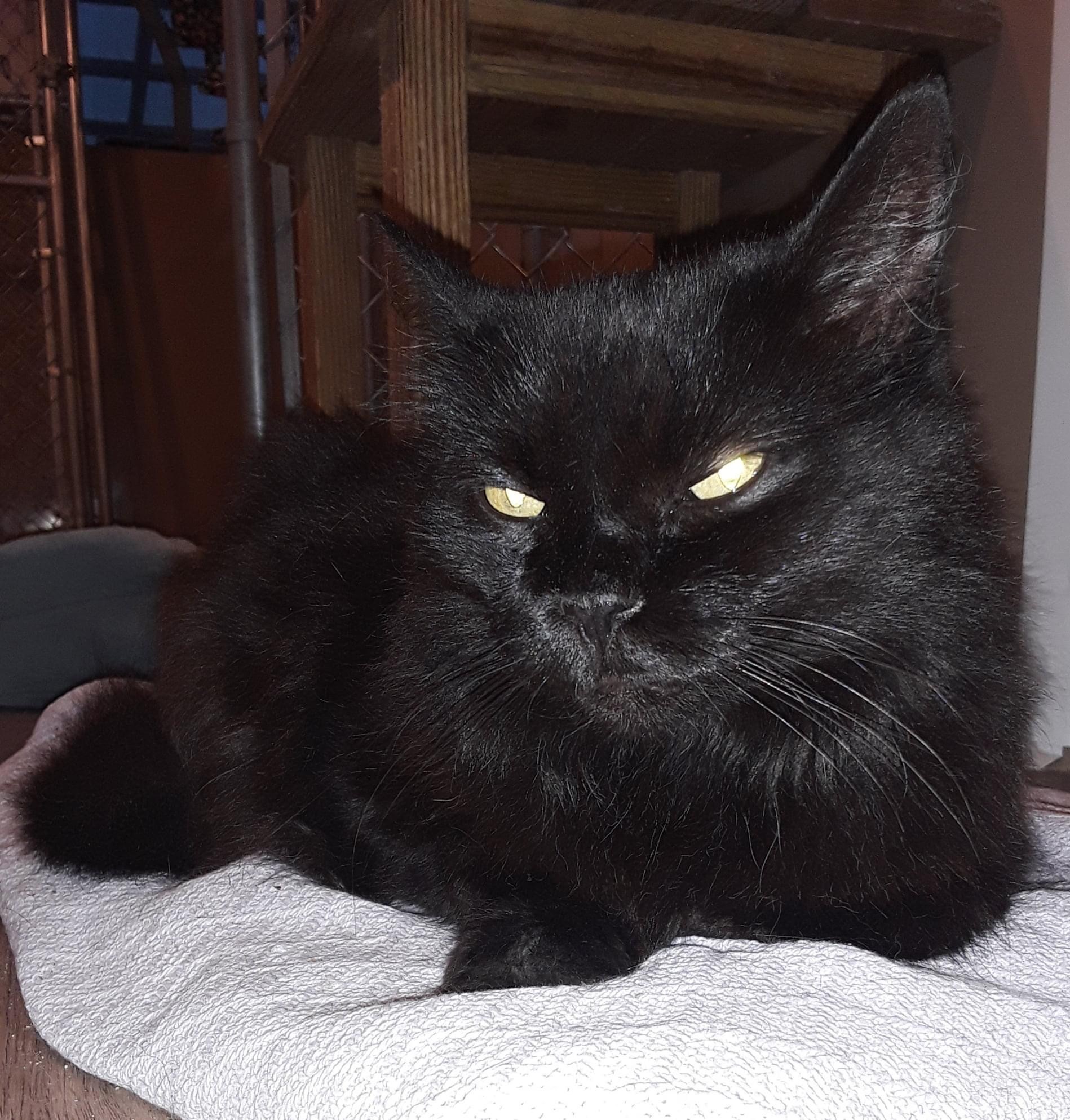 Enlarge Chloe, a Adoptable Domestic Long Hair in Brookville, PA image 2/4