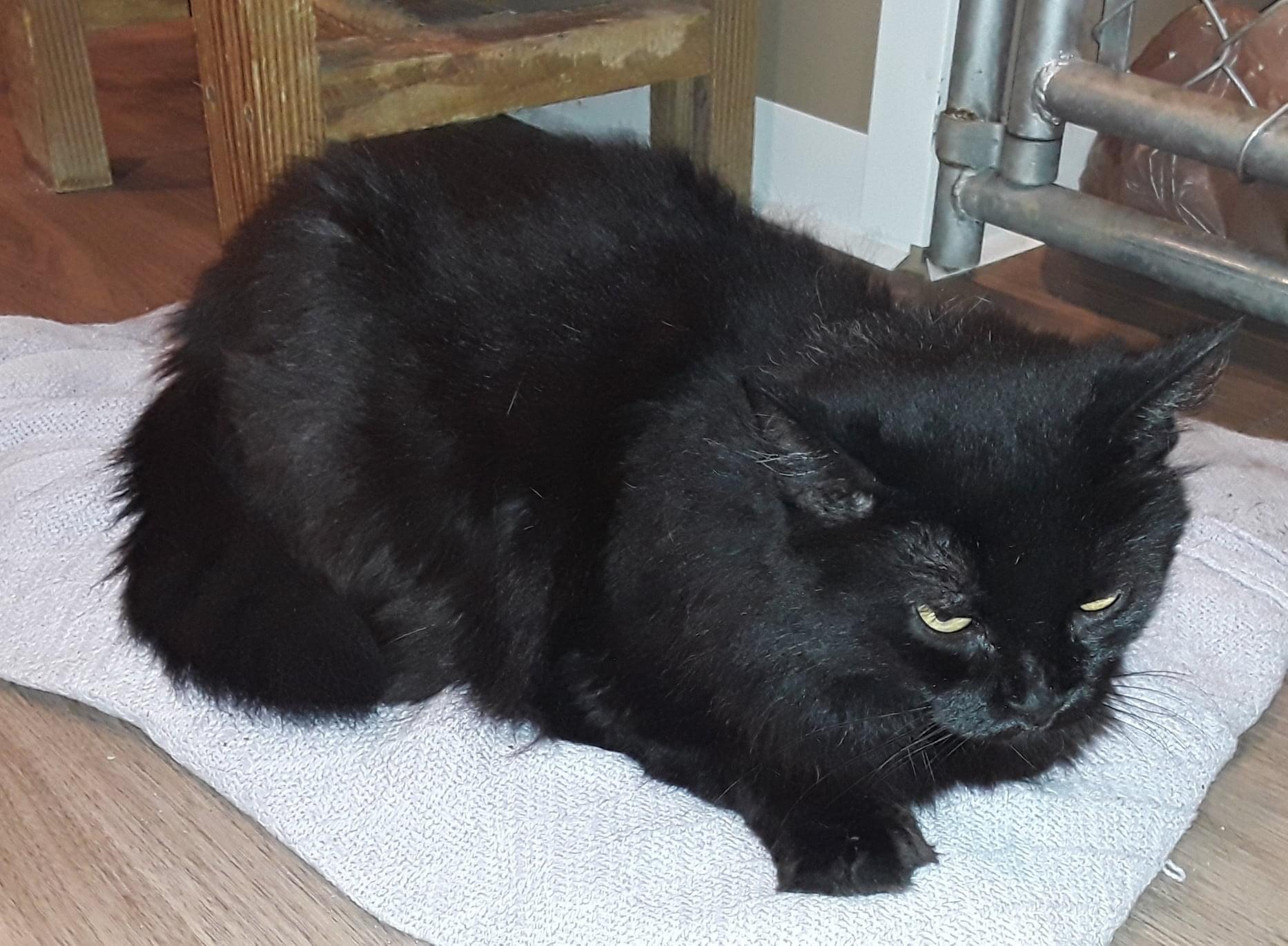 Enlarge Chloe, a Adoptable Domestic Long Hair in Brookville, PA image 3/4