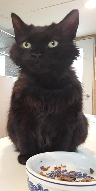 Enlarge Chloe, a Adoptable Domestic Long Hair in Brookville, PA image 4/4