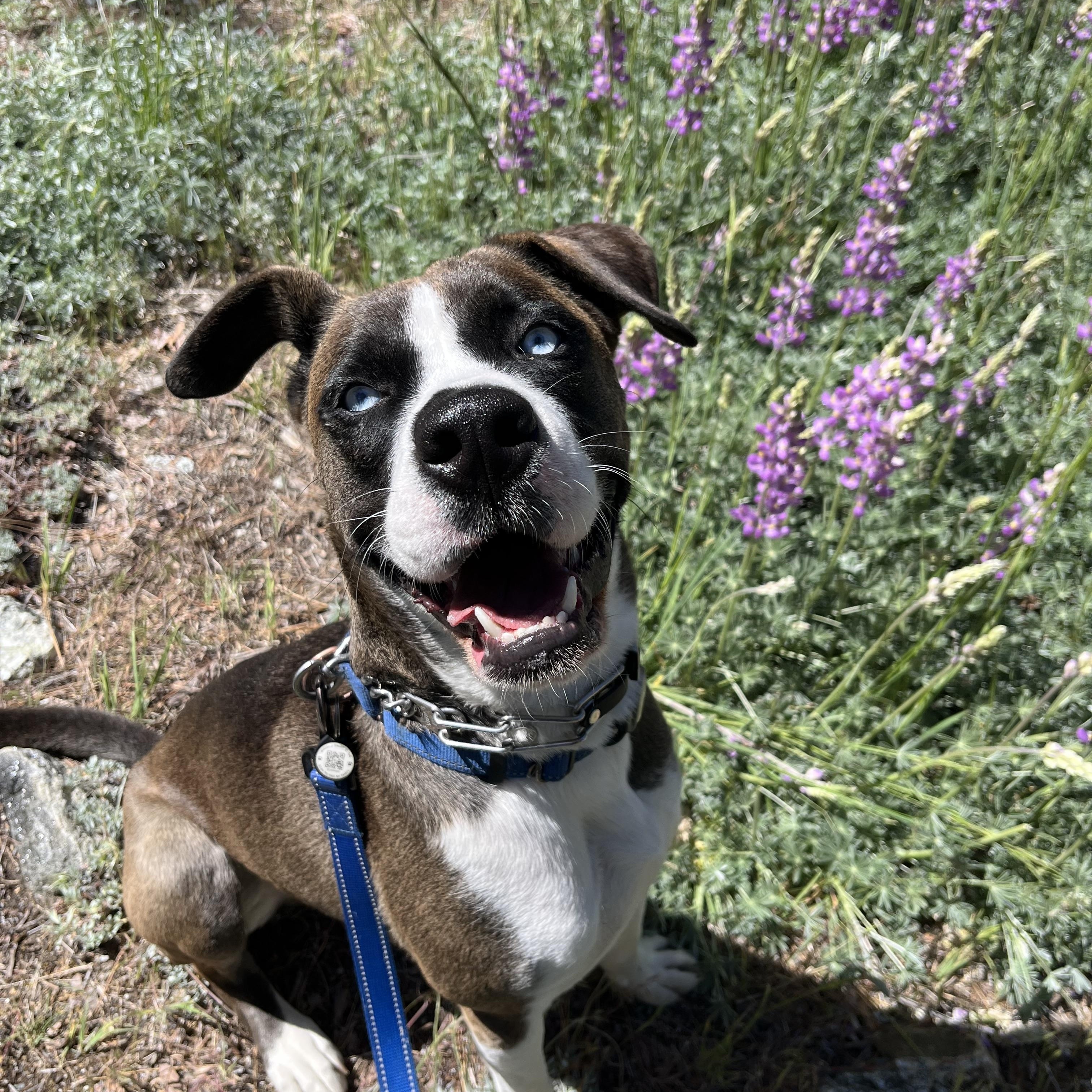 Skyler, a Adoptable mixed breed in Forest Falls, CA image 6/6