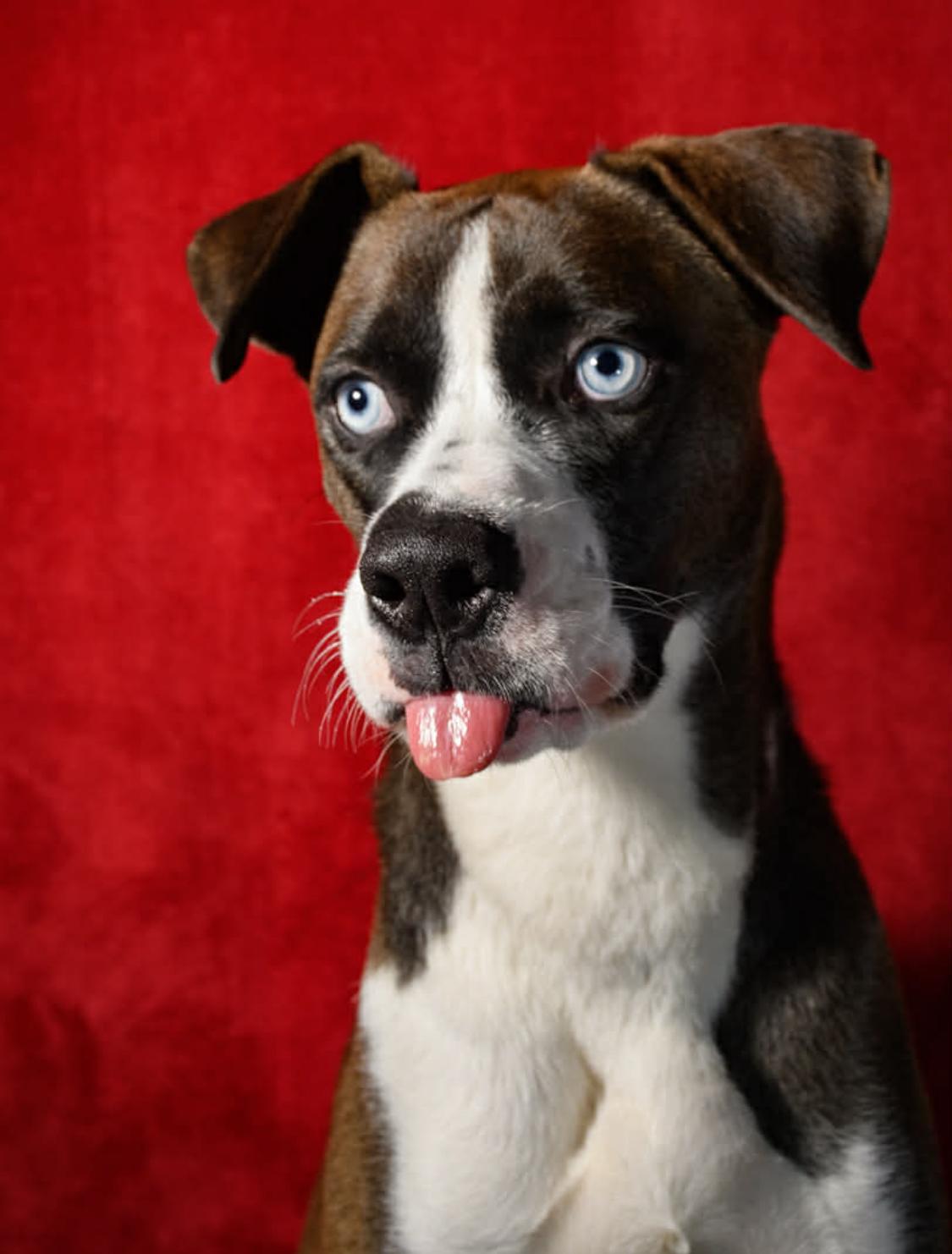 Enlarge Skyler, a Adoptable mixed breed in Forest Falls, CA image 1/6