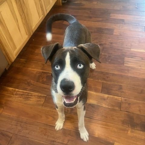 Enlarge Skyler, a Adoptable mixed breed in Forest Falls, CA image 2/6