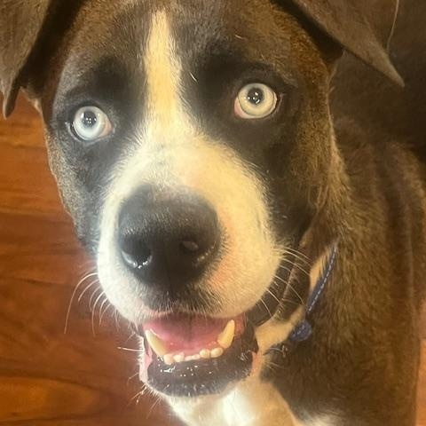 Enlarge Skyler, a Adoptable mixed breed in Forest Falls, CA image 3/6