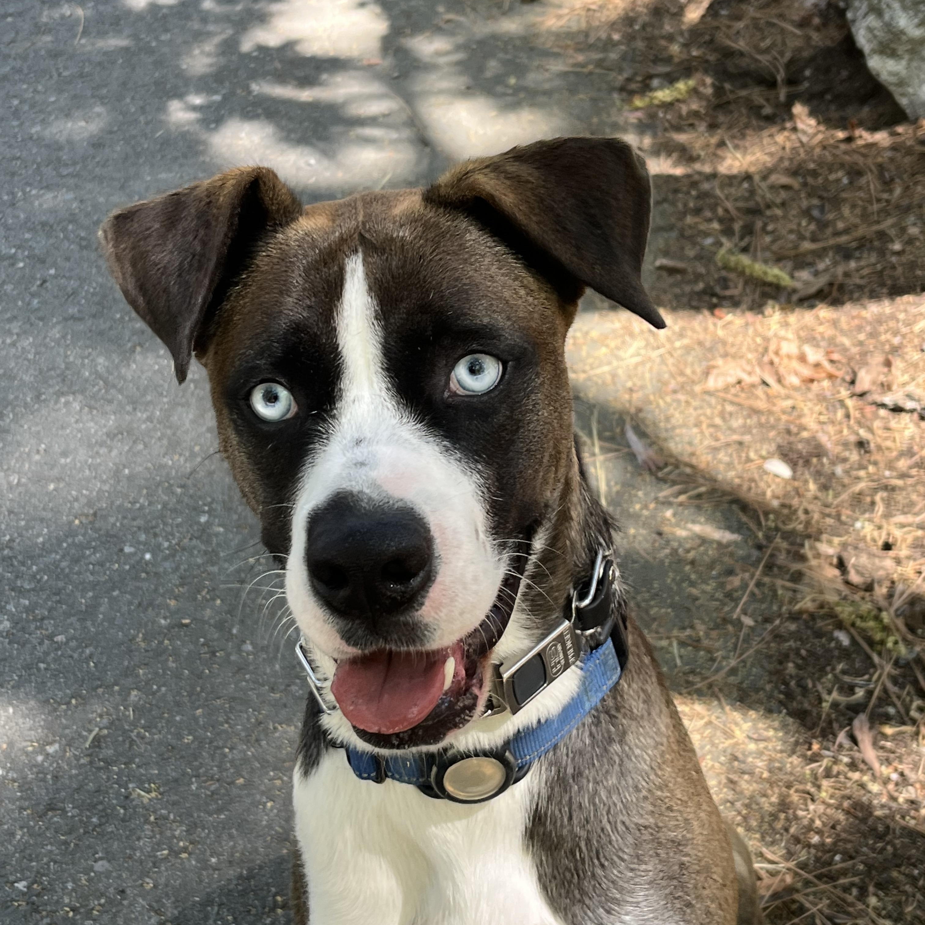 Skyler, a Adoptable mixed breed in Forest Falls, CA image 1/6