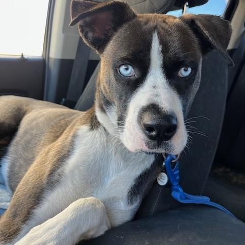Enlarge Skyler, a Adoptable mixed breed in Forest Falls, CA image 6/6