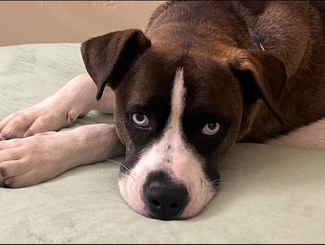 Enlarge Skyler, a Adoptable mixed breed in Forest Falls, CA image 2/6