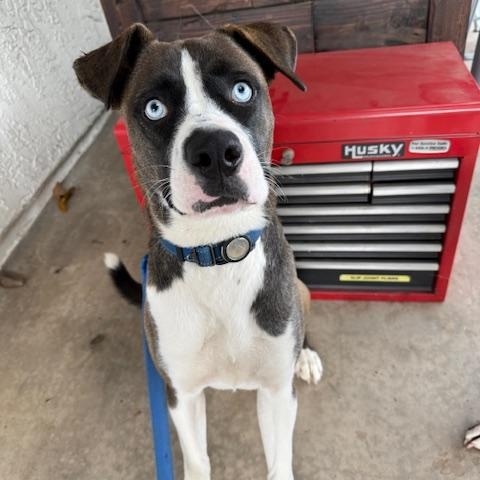 Skyler, Adoptable, Young Male Boxer & Husky.