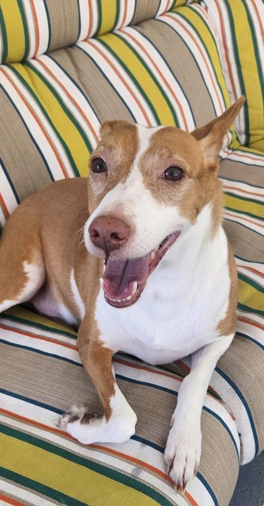 Miles, Adoptable, Adult Male Ibizan Hound.