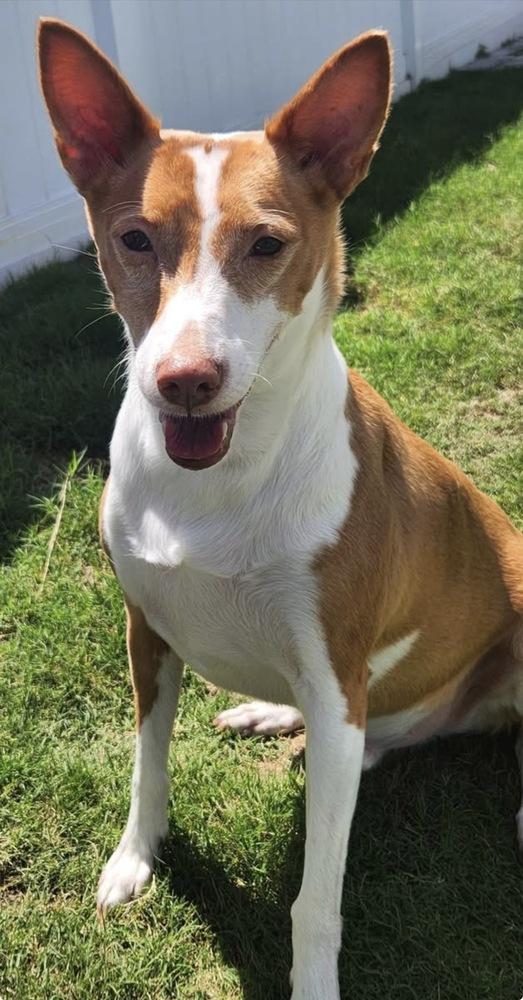 Miles, a Adoptable Ibizan Hound in Saint Augustine, FL image 2/3