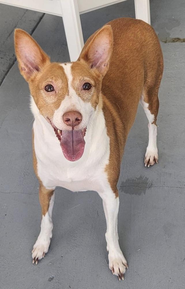 Miles, a Adoptable Ibizan Hound in Saint Augustine, FL image 3/3