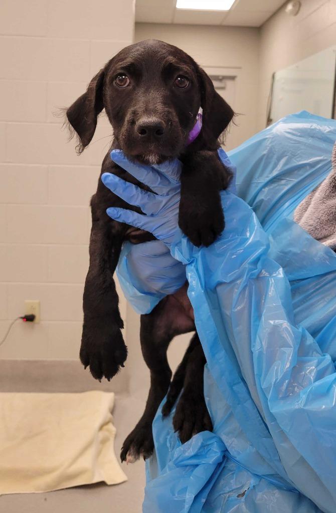 Circle, Adoptable, Puppy Female Mixed Breed.