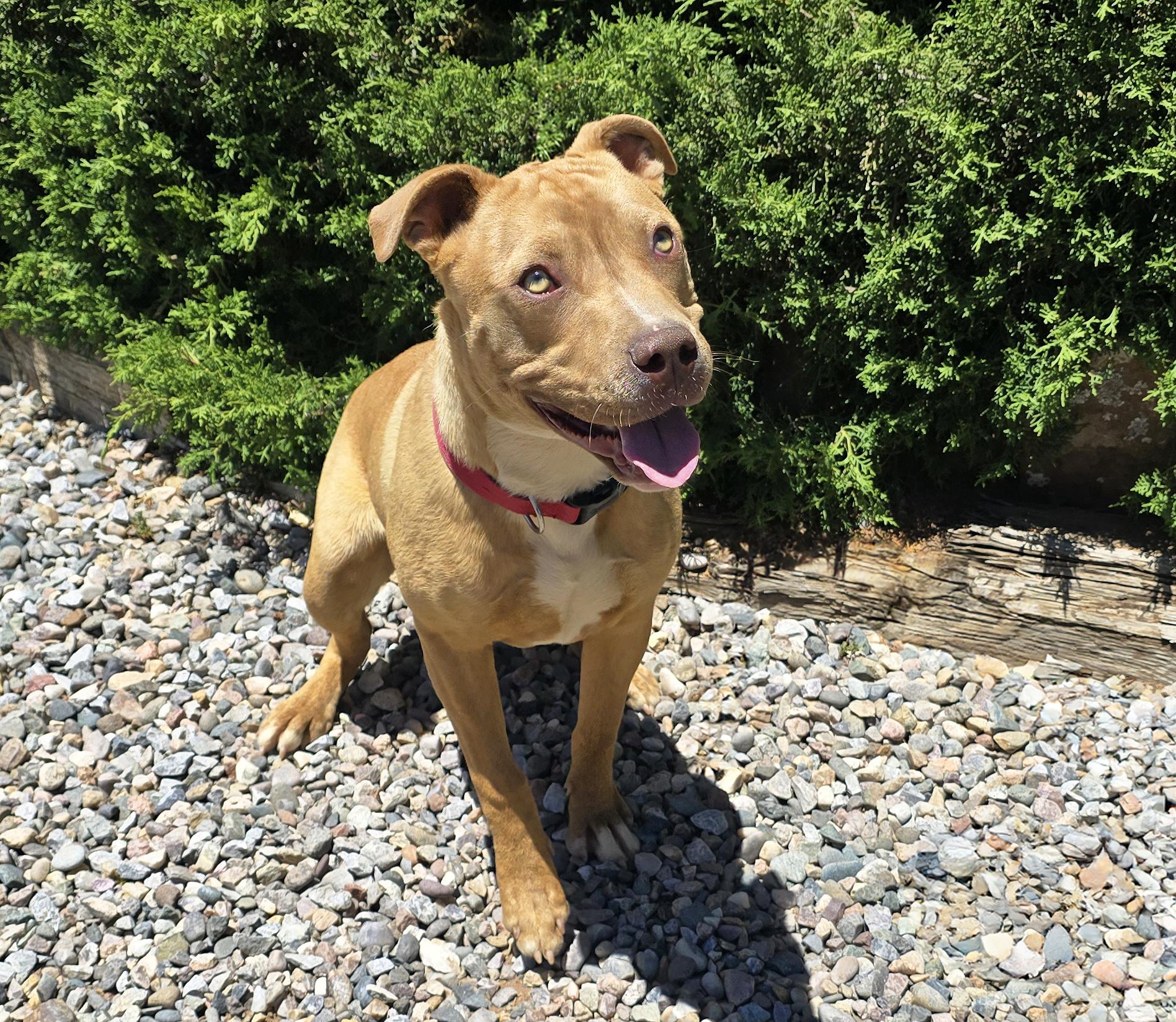Charismatic Mr Claudio, EASY Going Amstaff Pup, a Adoptable American Staffordshire Terrier in Albuquerque, NM image 2/4