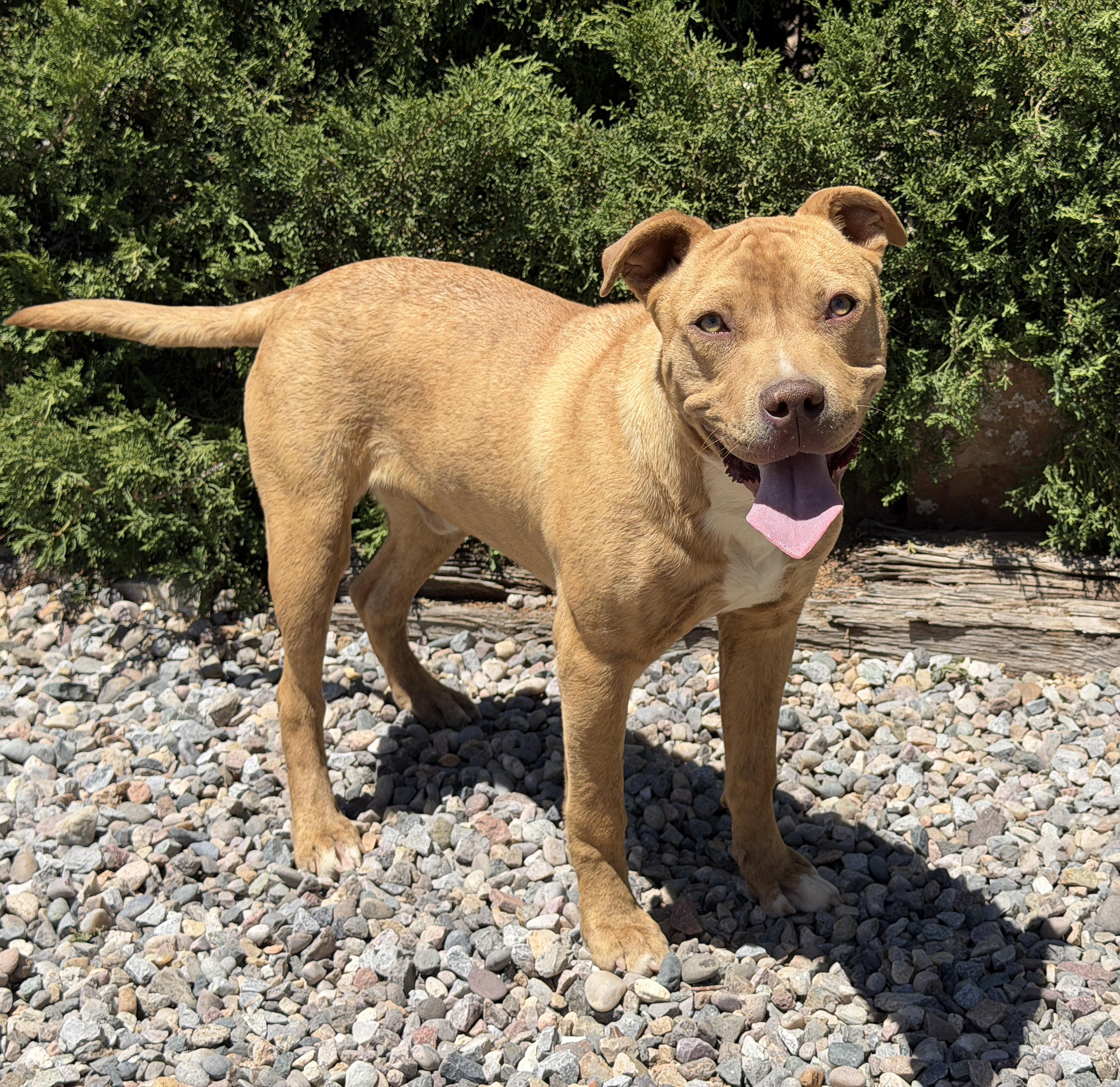 Enlarge Charismatic Mr Claudio, EASY Going Amstaff Pup, a Adoptable American Staffordshire Terrier in Albuquerque, NM image 2/2