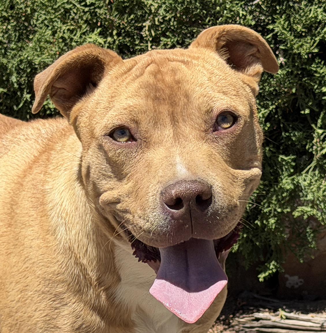 Charismatic Mr Claudio, EASY Going Amstaff Pup, Adoptable, Young Male American Staffordshire Terrier.